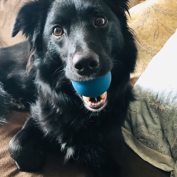 Hi! I’m Holly, a Posh Ambassador II👍🏼❤️ with my GOLD badge 🥇🏆😁 - Picture 4 of 5